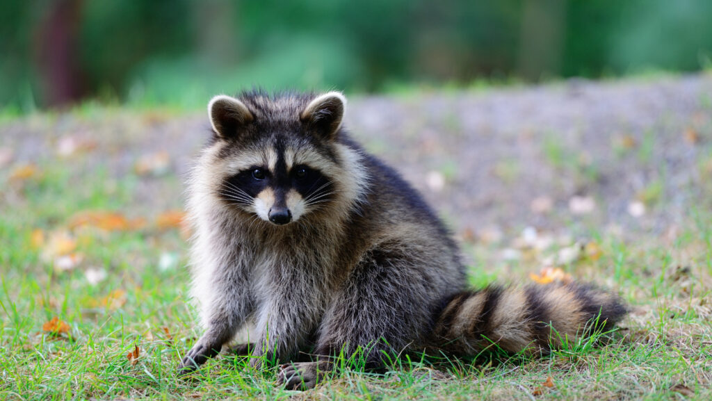 Racoon in a park, on the ground by itself